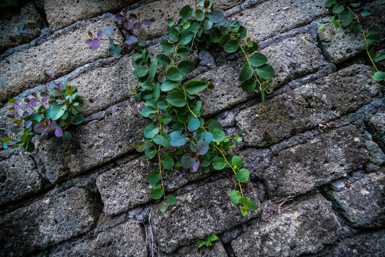 B&B La Mita Giuliano di Roma エクステリア 写真